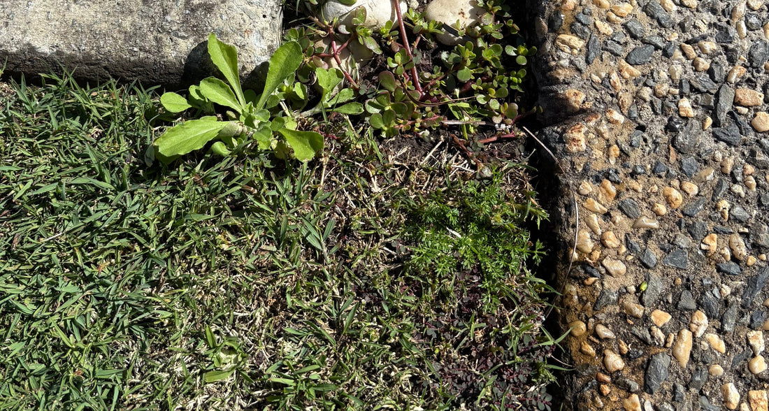 Bindii in Your Lawn? You Have About 6 Weeks to Stop the Prickles