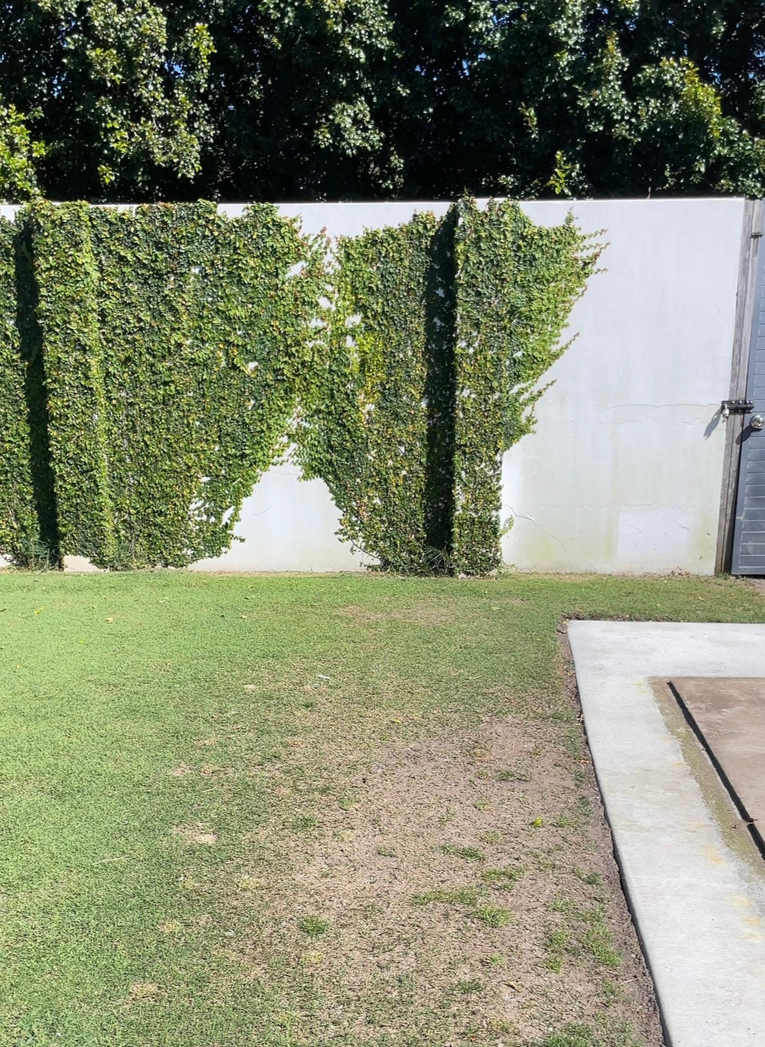 Mud, Bare Patches and Compacted Soil? Here's How to Fix It