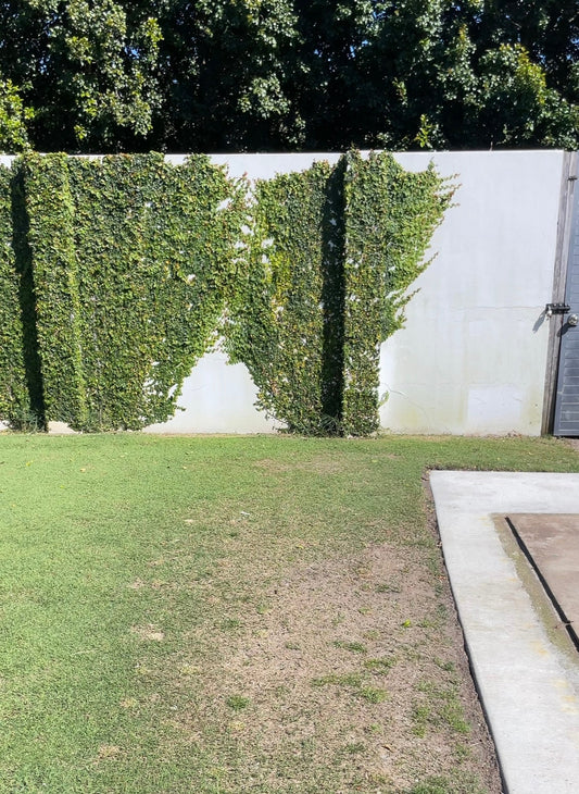 Mud, Bare Patches and Compacted Soil? Here's How to Fix It