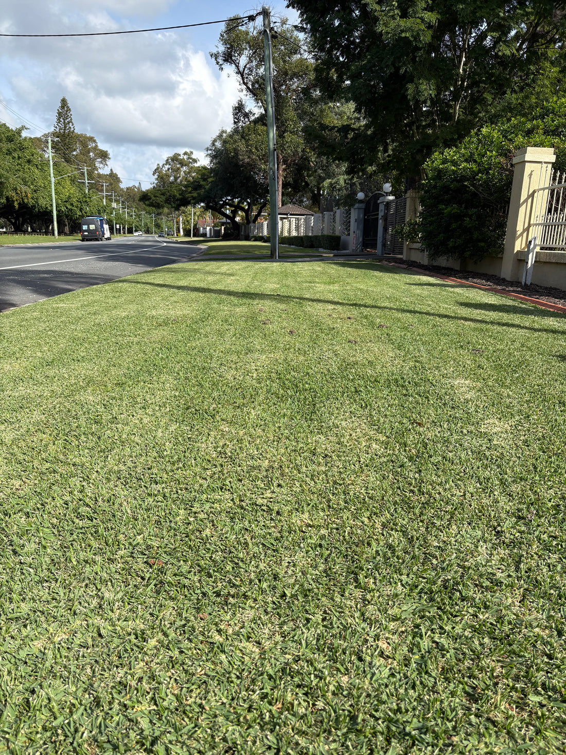 Healthy buffalo grass lawn in Australia showing deep green colour
