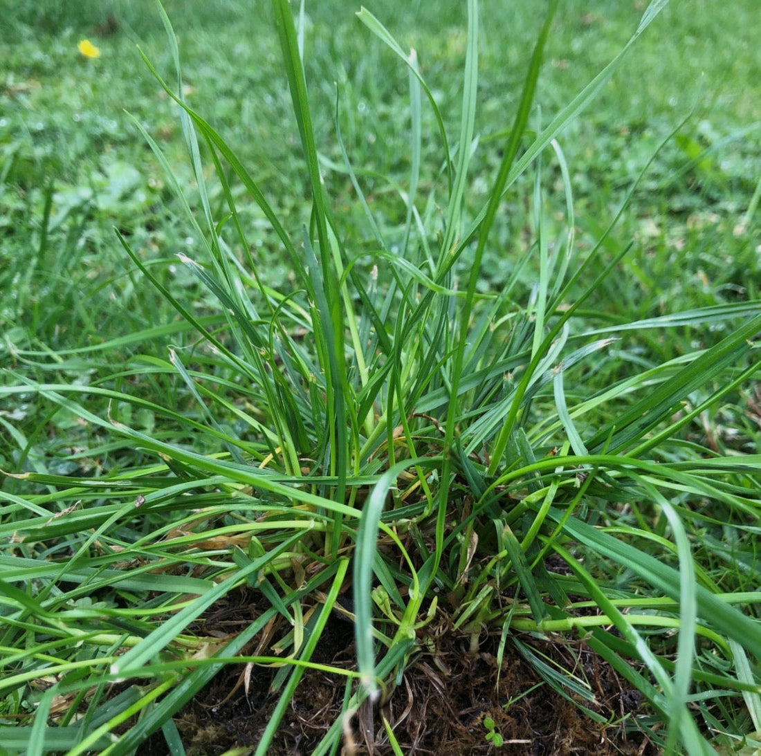 Winter weeds including bindii and winter grass growing through Australian lawn