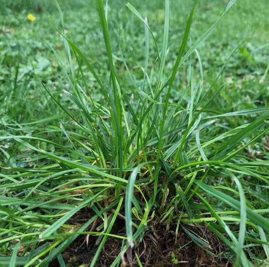 Winter weeds including bindii and winter grass growing through Australian lawn